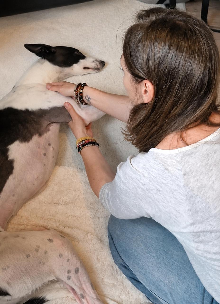 Therapeutin behandelt die Schulter eines Hundes auf einem Schaffell
