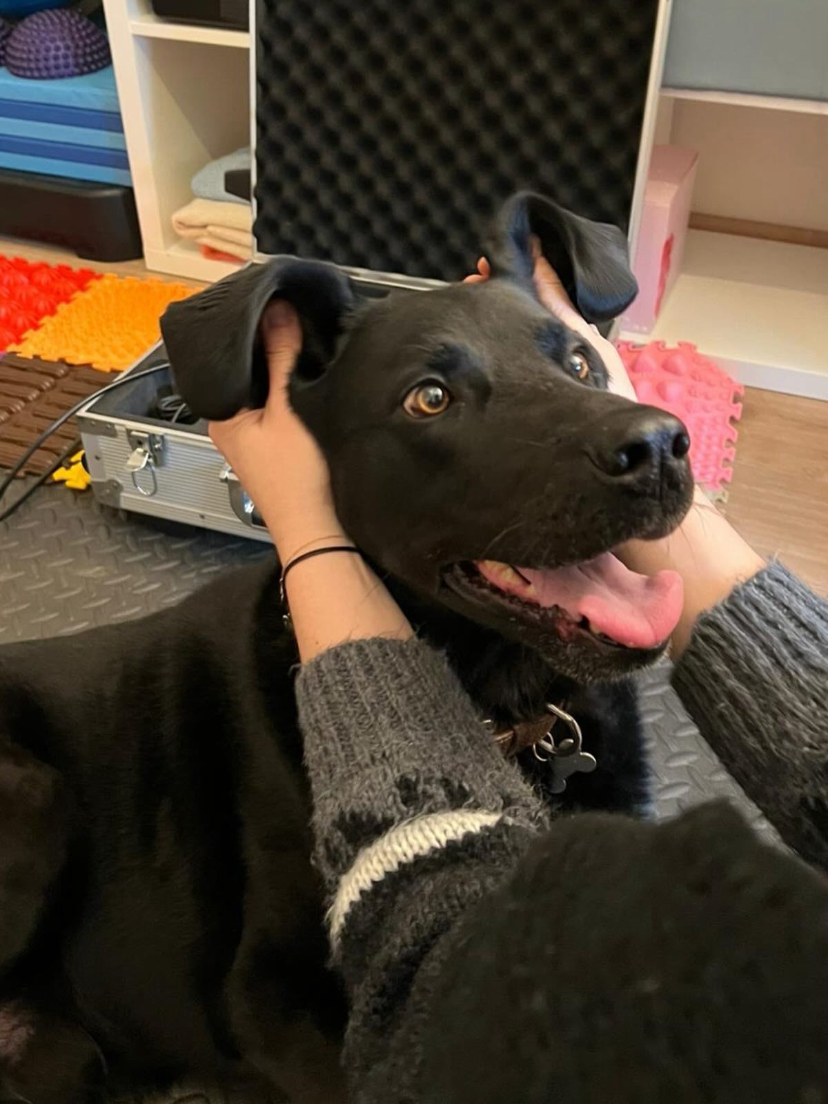 Kopf eines schwarzen Hundes wird im Behandlungsraum gehalten