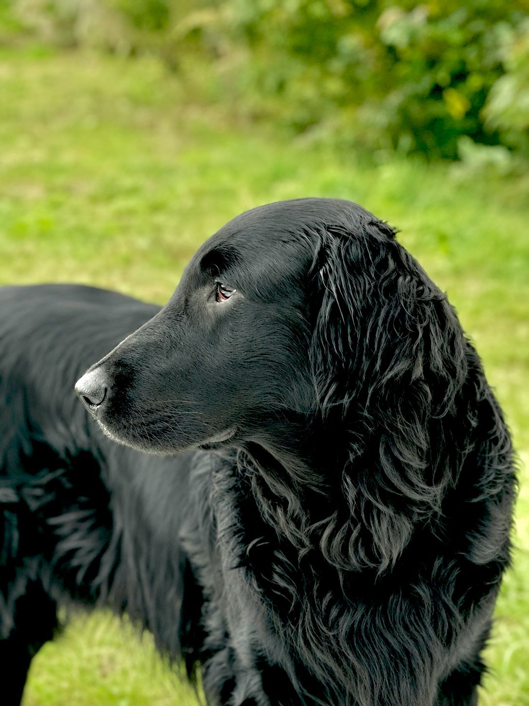 Schwarzer Flat-Coated Retriever im Gras