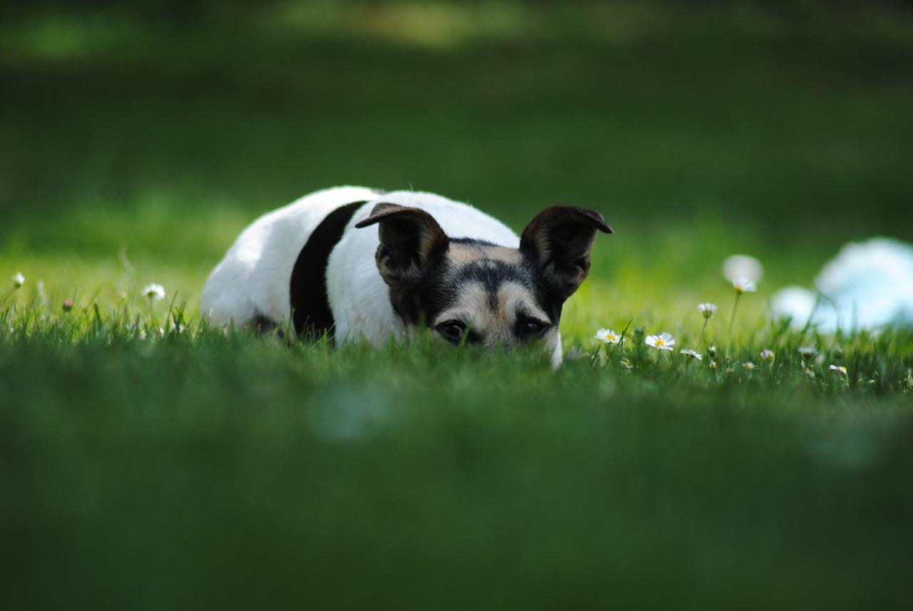 Terrier liegt entspannt in einer Blumenwiese