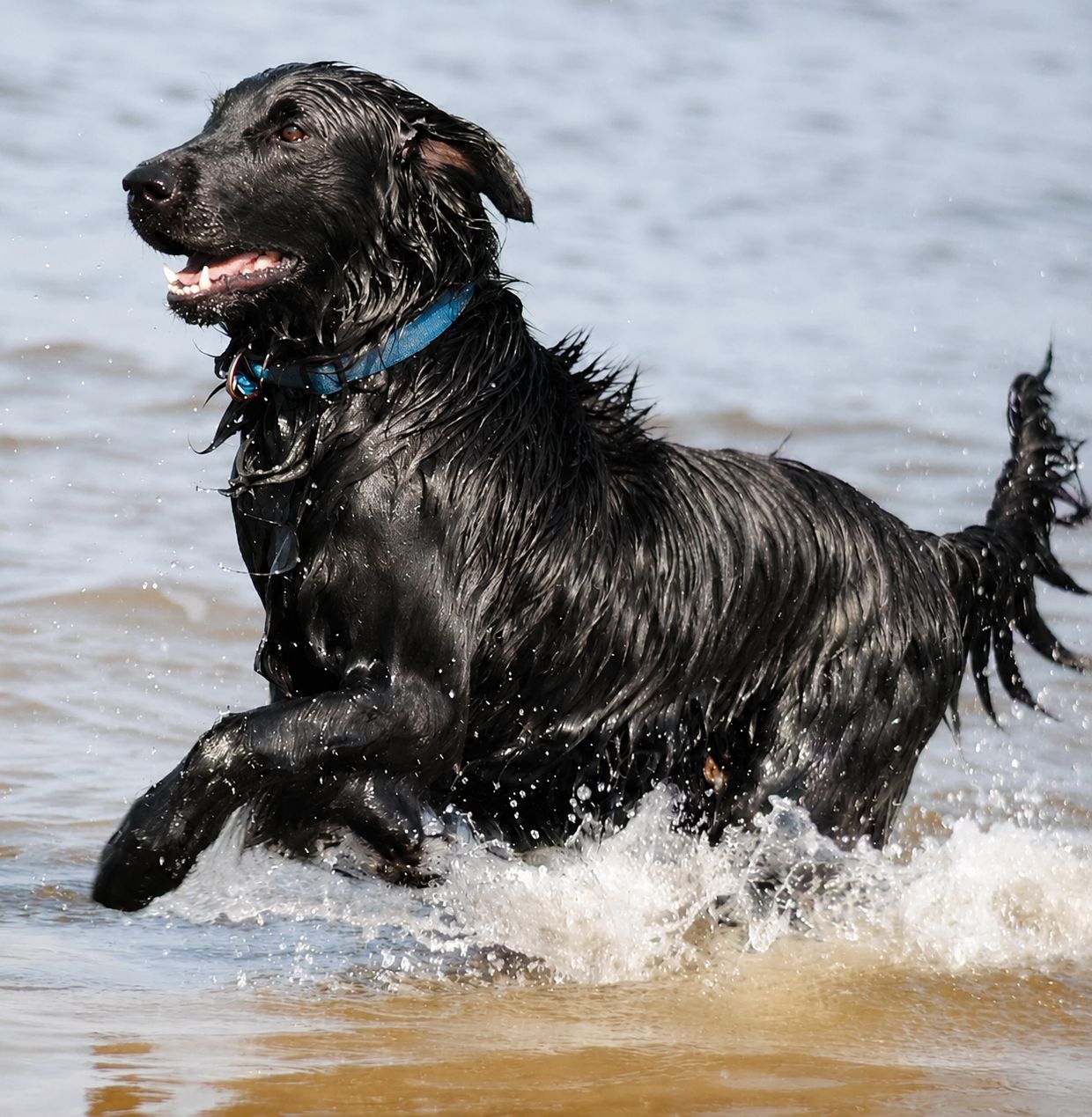 Schwarzer Hund läuft schwungvoll durch flaches Wasser