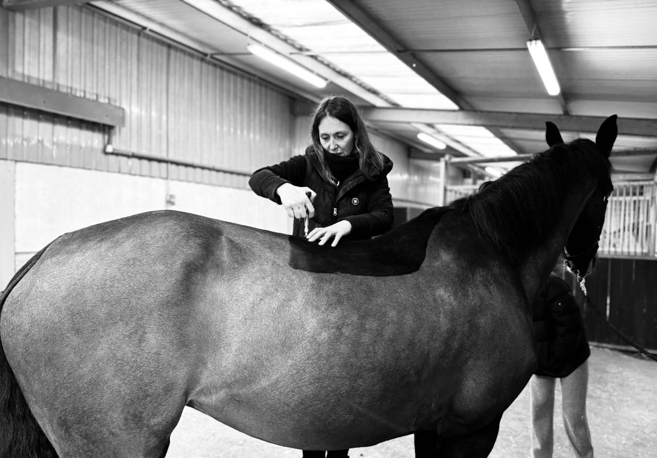 Schwarz-weiß: Therapeutin justiert den Rücken eines Pferdes mit dem CAT